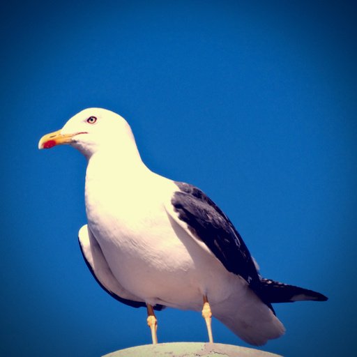 Seagull plastic roof post image by Ercesuzan (via Shutterstock).